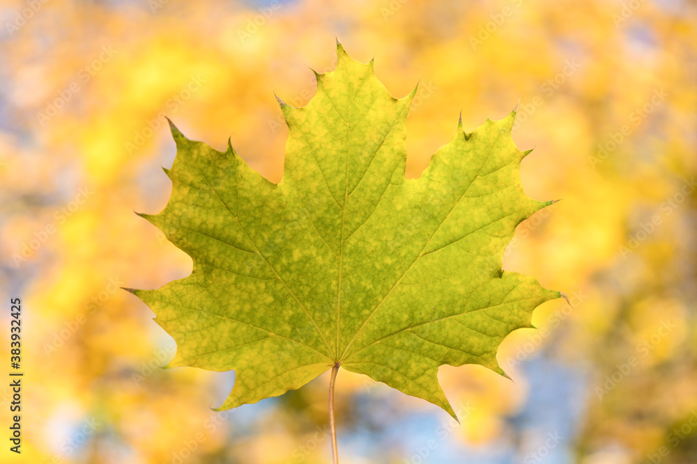 Fallen yellow maple leaf, close-up. Autumn concept Fallen yellow maple leaf, close-up. Autumn concept