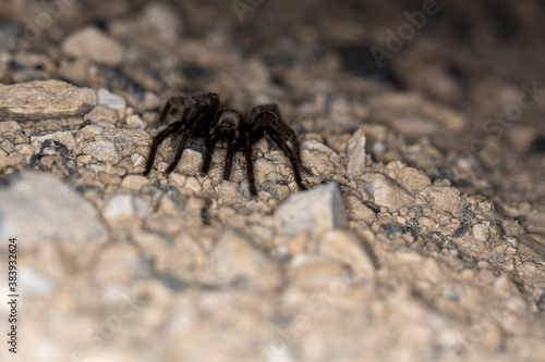 Brown desert tarantula crawling out of the dark lit by flash