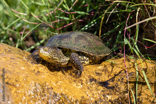 Eine Europäische Sumpfschildkröte in der Seitenansicht in einem flachen Bachabschnitt