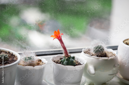 Unusual summer red flower of the cactus matucana paucicostata. photo