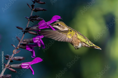 Ruby-throated hummingbird feeding at salvia flower photo