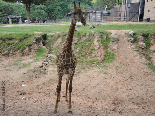 Canvas Print giraffe in the zoo