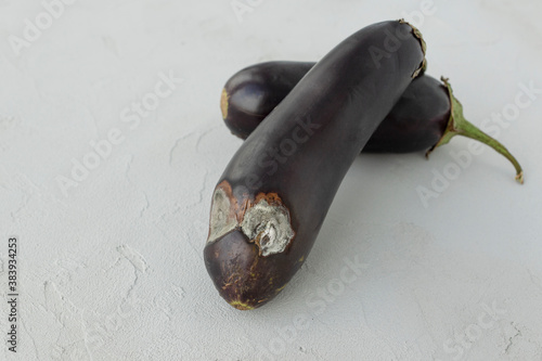 ripe eggplant with big stains of gray mold on sides lie on light table. Ugly and unhealthy food concept, uncorrect storage of goods.