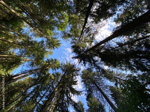 pine tree branches sky Natur 