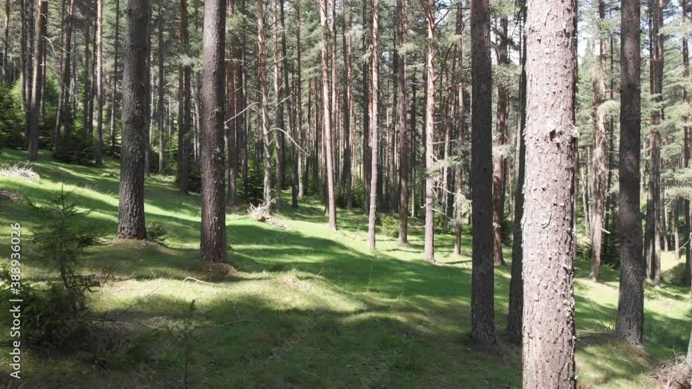 Pine forest in Rodopi mountain located in Bulgaria Pine forest in Rodopi mountain located in Bulgaria
