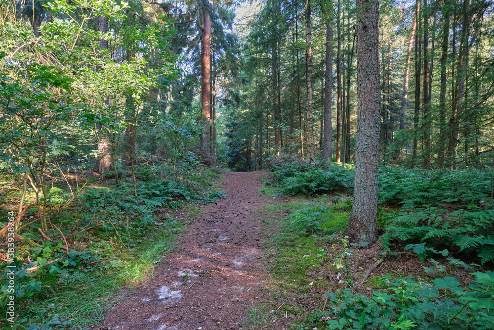 Fototapeta premium Ostfriesische Landschaften, Landkreis Leer
