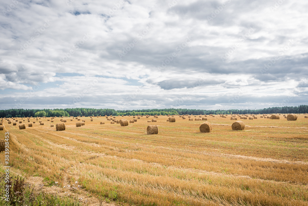 haystacks on the field. Beautiful landscape/haystacks on a field on a sunny day