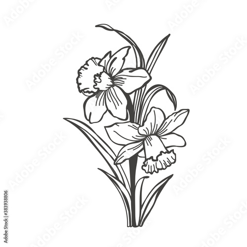 Vector sketch narcissus illustration. Narcissus in bloom. Ink painted narcissus flowers over white. Blossom collection. Hand drawn illustration.
