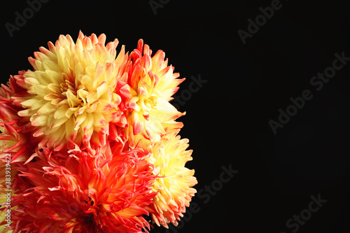 Beautiful dahlia flowers on black background. Space for text