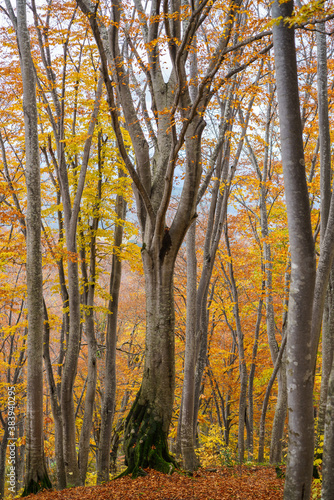 黄葉のブナの森 © Kazuo Katahira