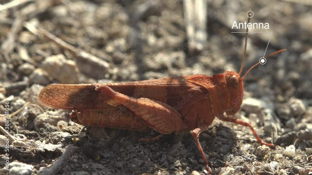 External Anatomy grasshopper diagram, Study Notes on Grasshopper ...