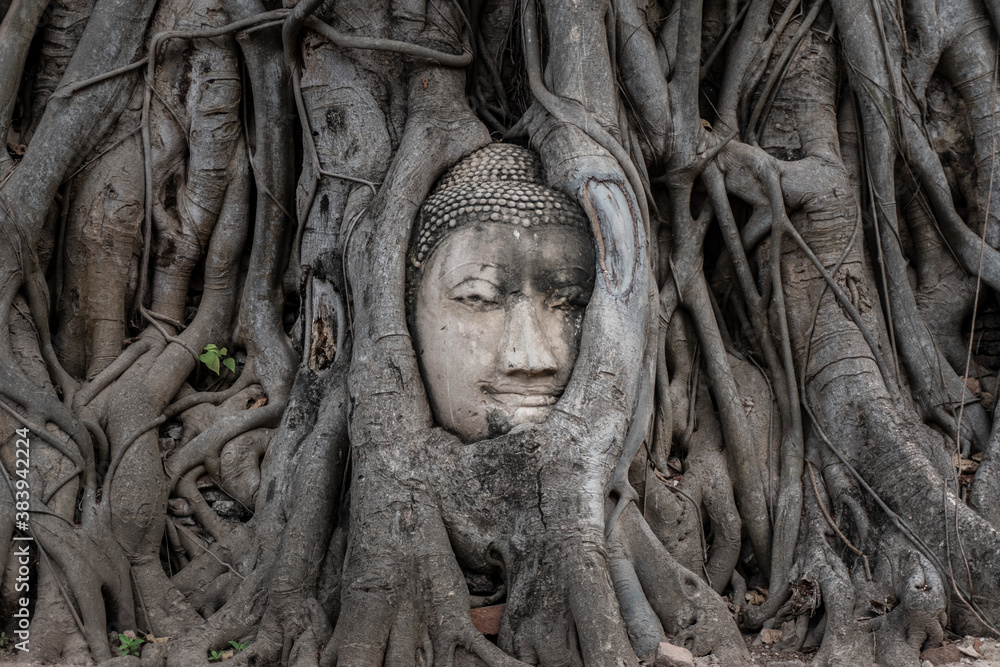 Wat Mahathat, buddha's head amond tree's root. Ayutthaya, Thailand.