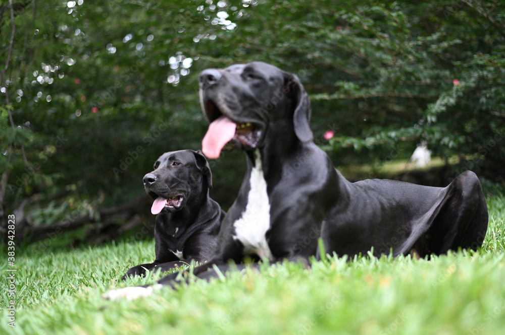 Great Dane mother and pup Great Dane mother and pup