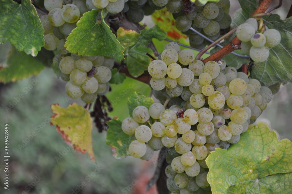 grapes in the vineyards in Randersacker, Bavaria, Germany grapes in the vineyards in Randersacker, Bavaria, Germany