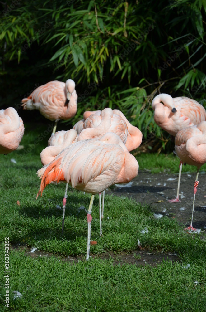 Beautiful group of flamingos with their long necks Beautiful group of flamingos with their long necks