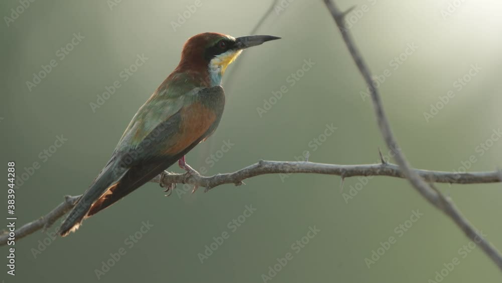 European bee-eater perched on a tree, Bahrain. A backlit image European bee-eater perched on a tree, Bahrain. A backlit image