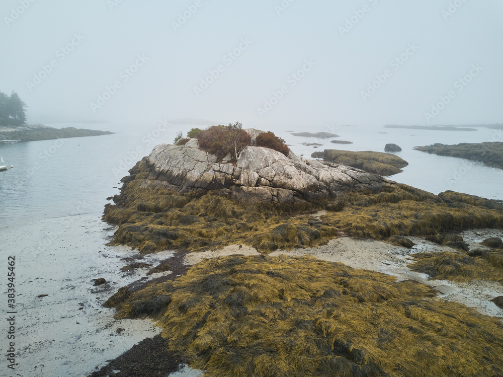 Low tide showing the kelp beds at low tide on the Maine Coast