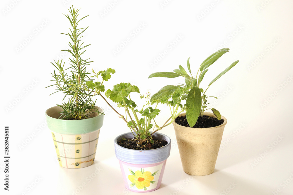Fototapeta premium 鉢植えのハーブ