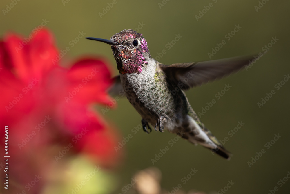 Obraz premium Hummingbird flying, flapping its wings in flight.