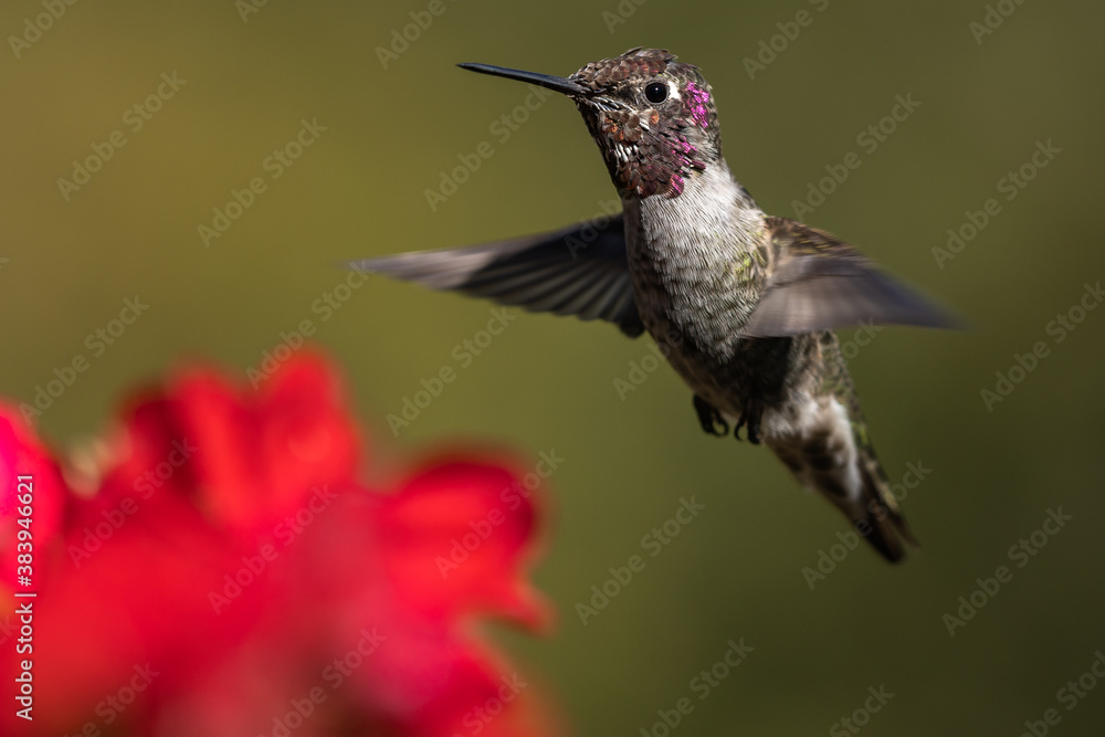 Hummingbird flying, flapping its wings in flight. Hummingbird flying, flapping its wings in flight.