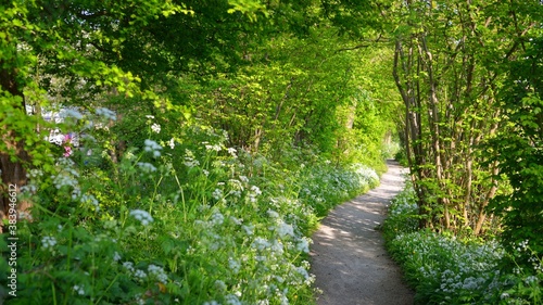 Walkway in a green forest with blooming white flowers in Cronesteyn, Leiden, the Netherlands photo