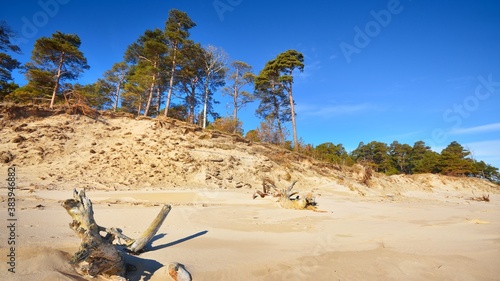 Fototapeta Naklejka Na Ścianę i Meble -  Baltic sand dunes with pine trees. Classical Baltic beach landscape.