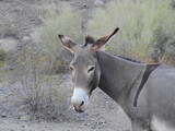 Wild burro flapping his ears, Chemehuevi Mountains, Parker, California.