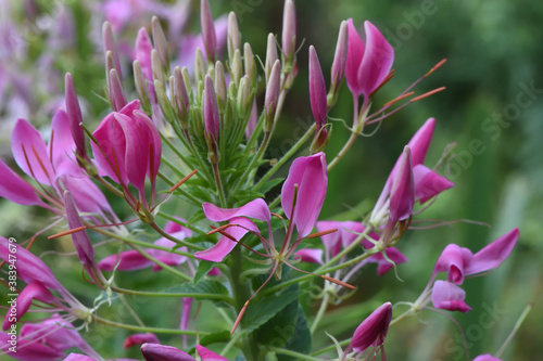 close-up of pink cleome flower in autumn garden