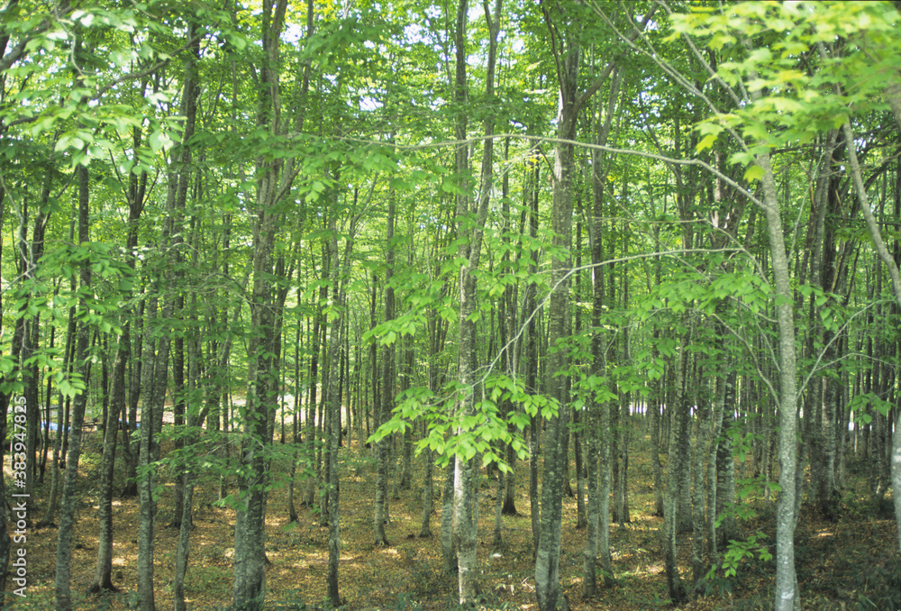 Fototapeta premium 秋田ブナ