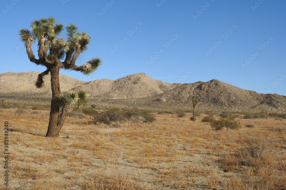 Mojave Desert, wilderness area, Sattleback Butte State Park,   California.