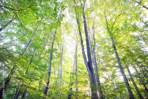 Low angle view of the green beech forest, tree trunks close-up. Early autumn. Sunlight, sunbeams. Atmospheric landscape. Pure nature, ecology, environmental conservation, eco tourism photo