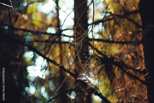 Shimmering spiderweb on tree branch in forest, bright, sunny autumn day with lush foliage and leaves, in nature. 