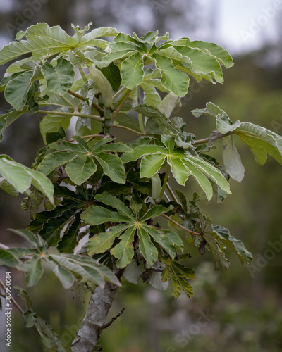 
Embaúba in detail, very frequented by monkeys and animals of the Atlantic forest. Also known for its many medicinal properties. Balneario Gaivota. Santa Catarina. Brazil. October 2020. photo