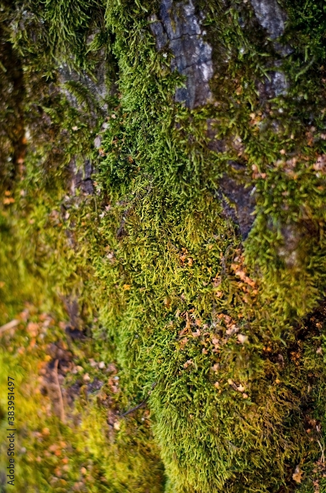 the texture of the wood overgrown with green moss, close up