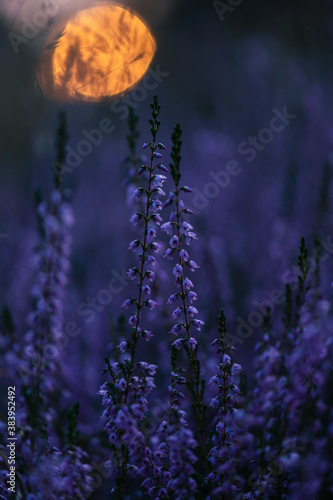 Canvas Print sun setting over field of heather in stockholm