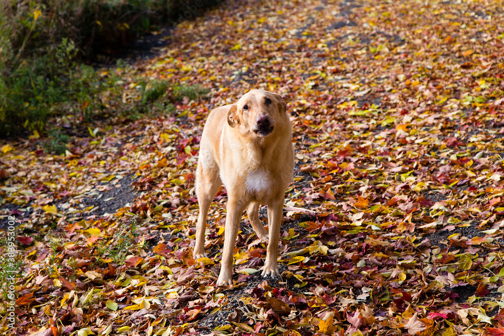 Large unleashed mixed breed yellow dog looking up with shy expression on path covered in dry leaves during a Fall morning, Saint-François, Island of Orleans, Quebec, Canada