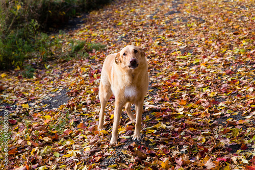 Large unleashed mixed breed yellow dog looking up with shy expression on path covered in dry leaves during a Fall morning, Saint-François, Island of Orleans, Quebec, Canada