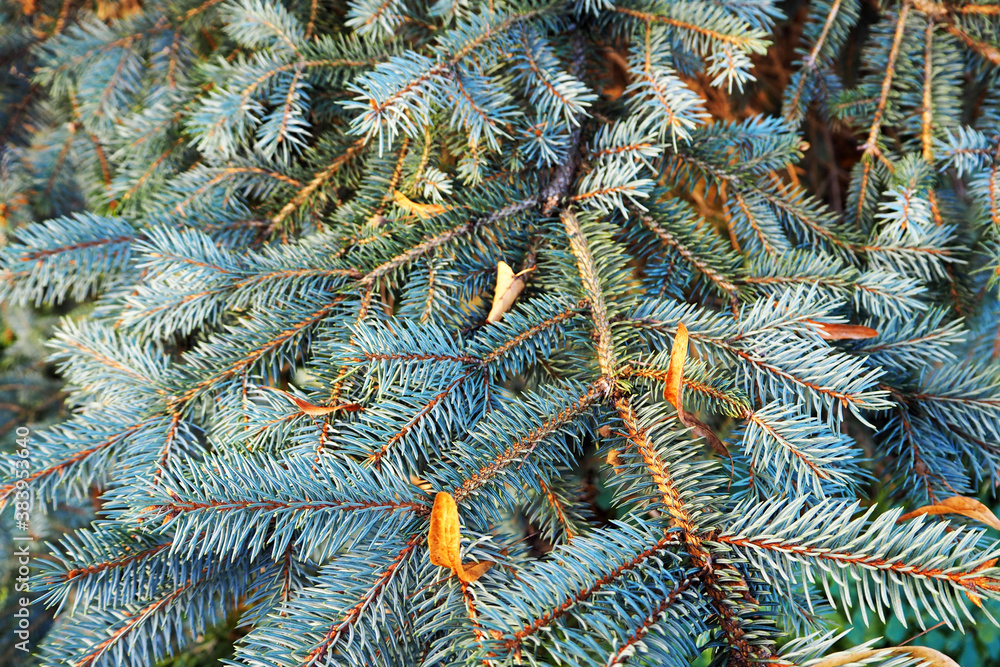 close a sprig of a blue spruce branch with short needles in the forest . Christmas season
