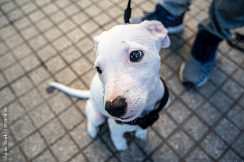 White dog with collar
 photo