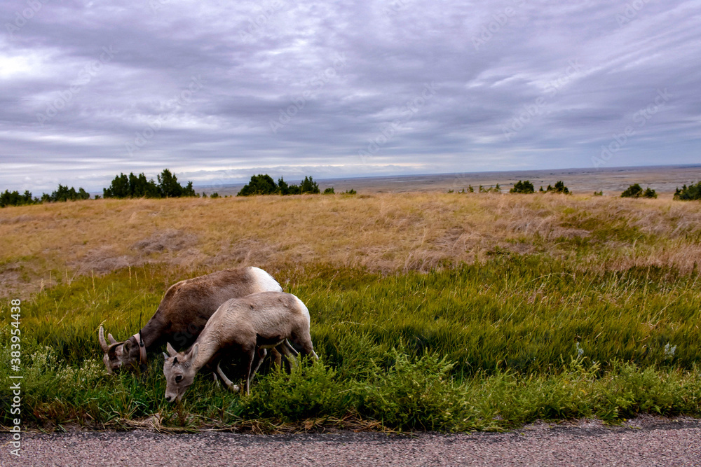 Fototapeta premium Badlands National Park scenery