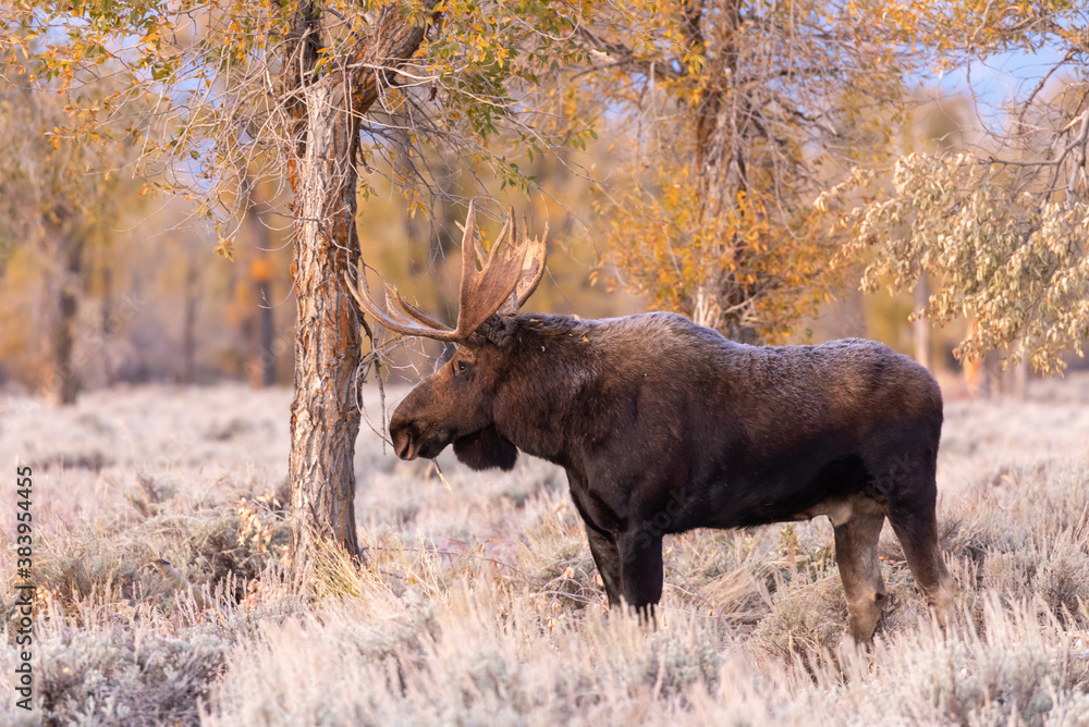 Bull Shiras Moose in Autumn in Wyoming Bull Shiras Moose in Autumn in Wyoming