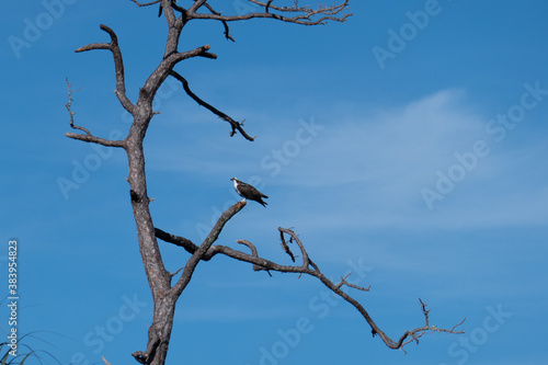 A eagle on the tree, taken in Honeymoon Island State Park in Florida photo