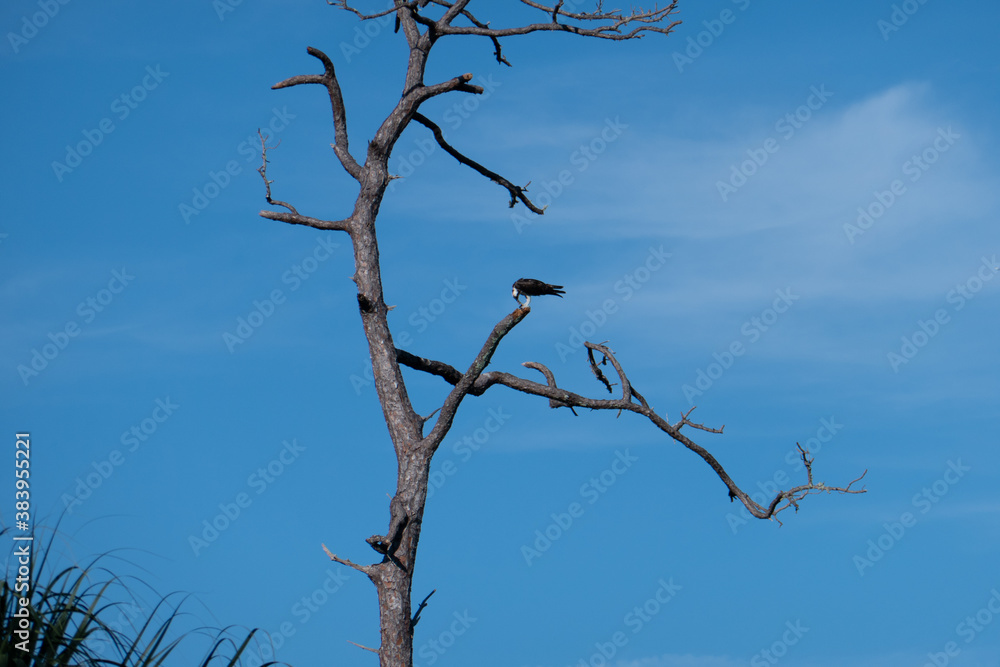 A eagle on the tree, taken in Honeymoon Island State Park in Florida A eagle on the tree, taken in Honeymoon Island State Park in Florida