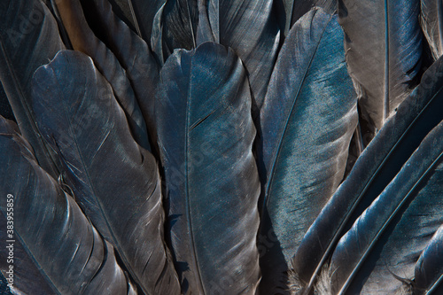 Black feathers of a raven. Abstract black background