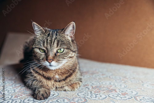 Funny portrait arrogant short-haired domestic tabby cat relaxing at home. Little kitten lovely member of family playing indoor. Pet care health and animal concept.