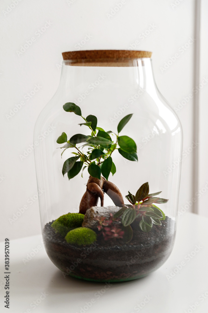 Small decoration plants in a glass bottle/garden terrarium bottle/ forest in a jar. Terrarium jar with piece of forest with self ecosystem. Save the earth concept. Bonsai, set of terrariums/ jars Small decoration plants in a glass bottle/garden terrarium bottle/ forest in a jar. Terrarium jar with piece of forest with self ecosystem. Save the earth concept. Bonsai, set of terrariums/ jars