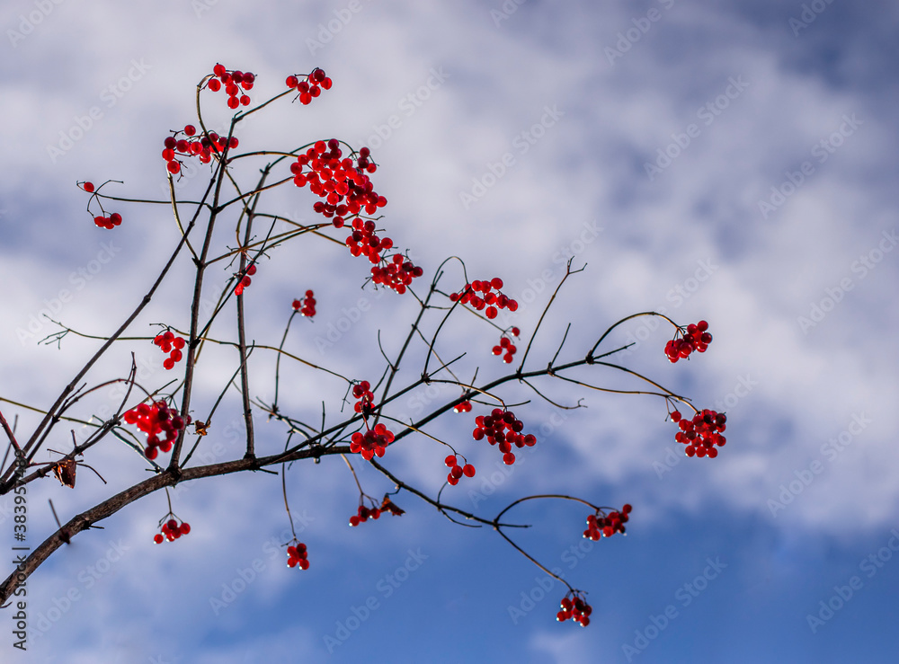 Bright red berries of viburnum in autumn. Blue sky background. Bright red berries of viburnum in autumn. Blue sky background.