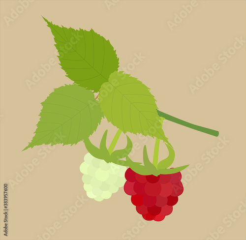 red and green raspberries with a leaves, vector illustration.
