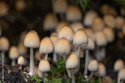 Close up of mica cap (coprinellus micaceus) mushrooms in a forest photo