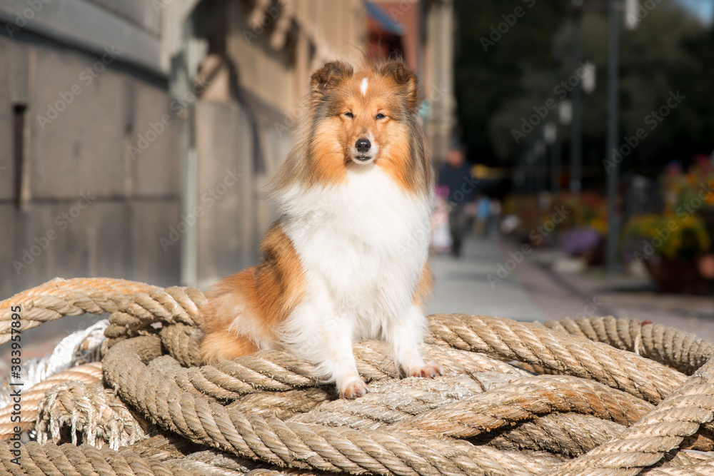Sable white shetland sheepdog sheltie sitting outside on city street on huge marine sailors rope. Pretty picture of small lassie, collie dog sitting on grand canal street, on big marine  hawser